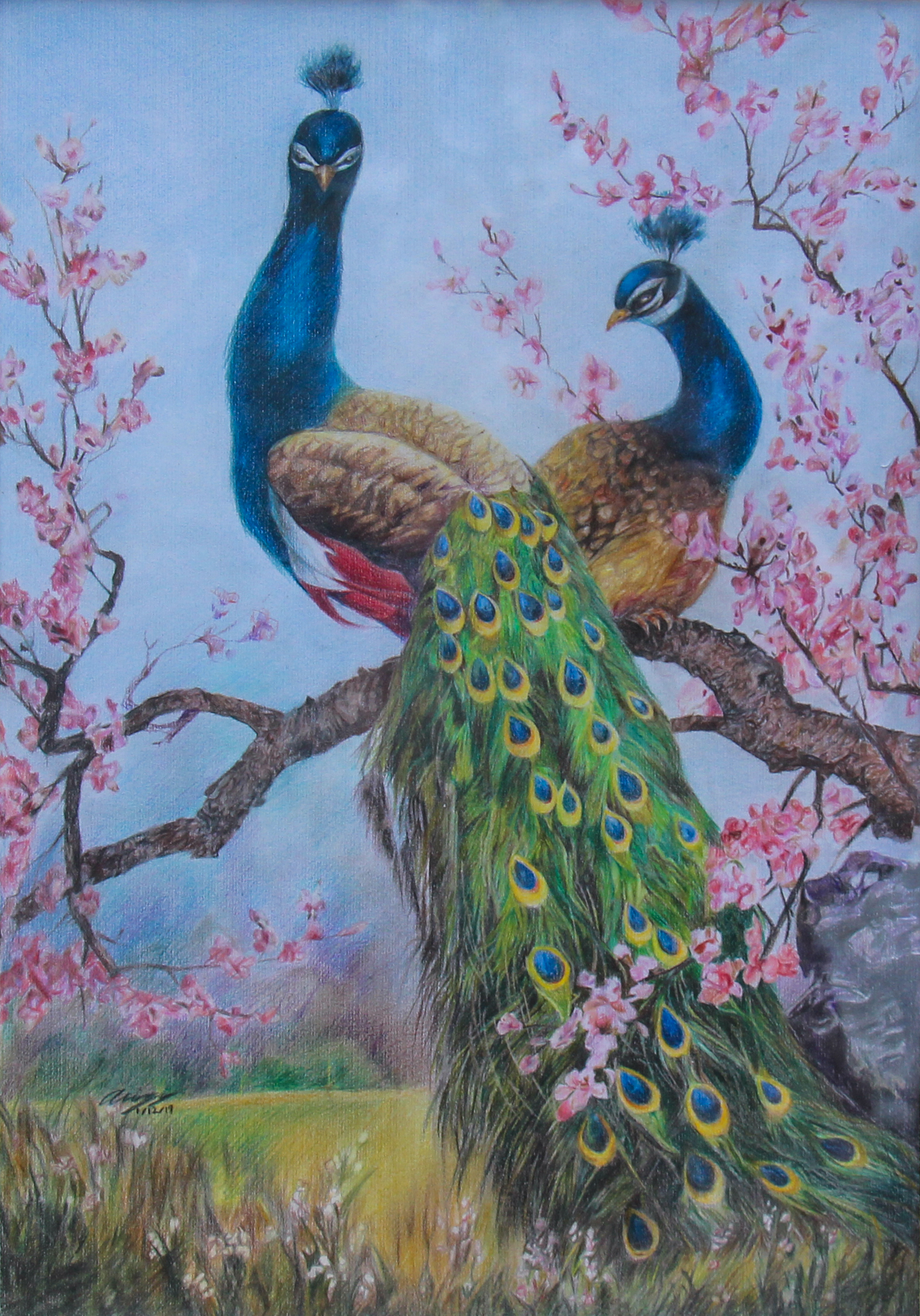 Colored pencil peacock